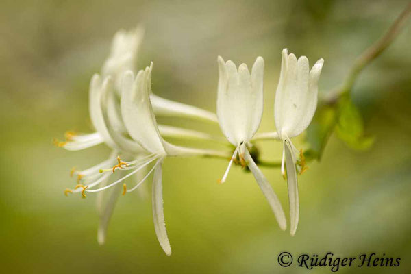 Lonicera periclymenum (Waldgeißblatt), 14.7.2018
