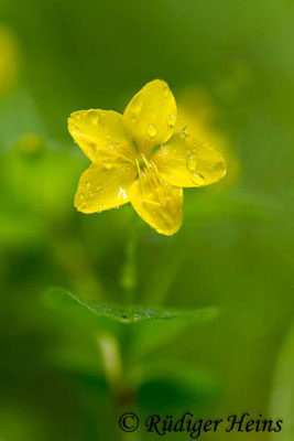 Lysimachia nemorum (Hain-Gilbweiderich), 30.5.2018