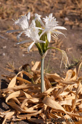 Pancratium maritimum (Dünen-Trichternarzisse oder Strandlilie)