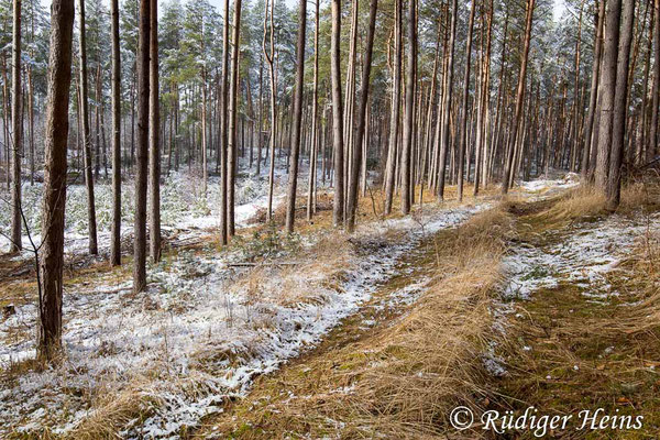 verschneiter Kiefernwald, Überwinterungshabitat der Gemeinen Winterlibelle, 6.3.2023 - Weitwinkelzoom 16-35mm f/4 