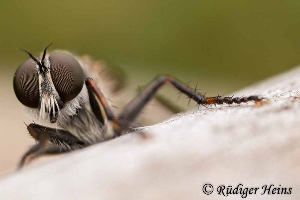Tolmerus pyragra (Kleine Raubfliege) Weibchen