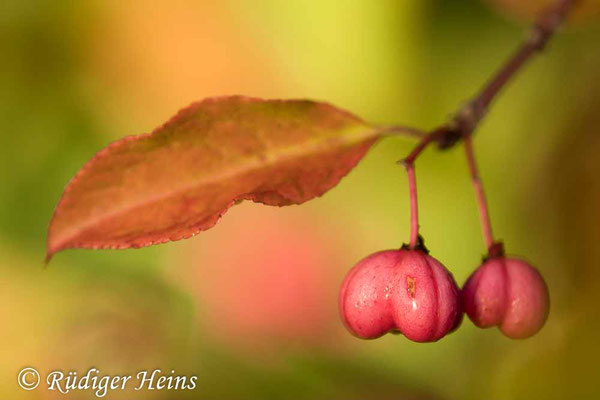 Euonymus europaeus (Europäisches Pfaffenhütchen)