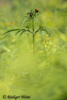 Bidens tripartita (Dreiteiliger Zweizahn), 1.9.2021