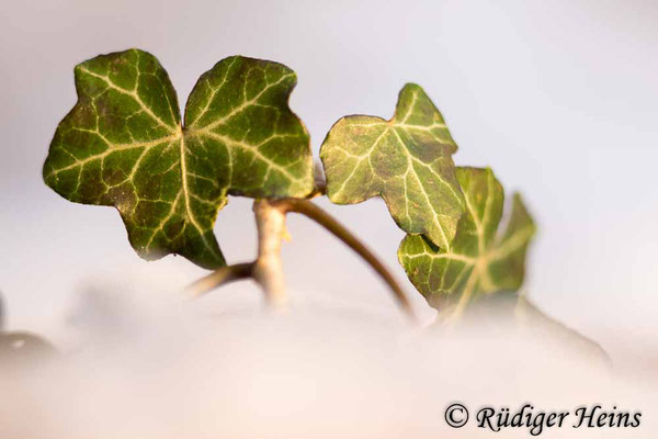 Hedera helix (Gemeiner Efeu), 26.1.2017