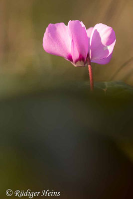 Cyclamen coum (Frühlings-Alpenveilchen), 9.3.2025