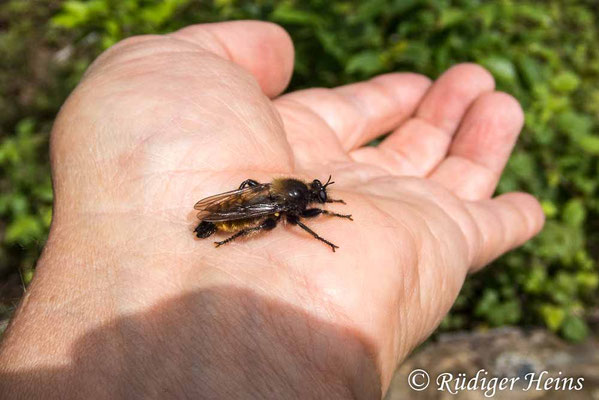 Laphria flava (Gelbe Mordfliege) auf der Hand des Fotografen, 7.7.2020