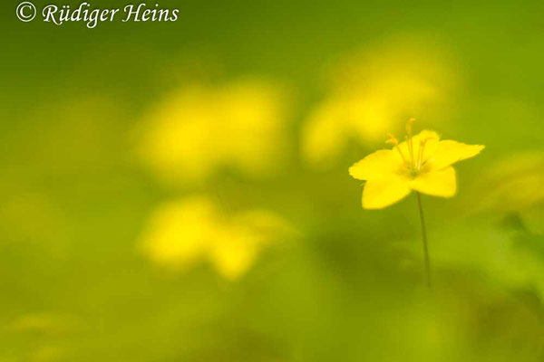 Lysimachia nemorum (Hain-Gilbweiderich), 26.5.2019