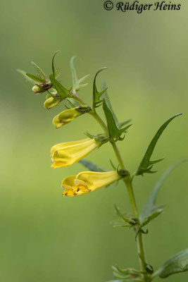 Melampyrum pratense (Wiesen-Wachtelweizen), 1.6.2022