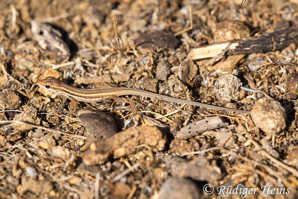 Ophisops elegans (Europäisches Schlangenauge)