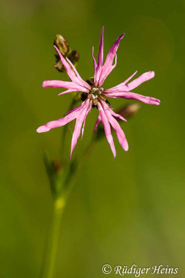 Lychnis flos-cuculi, Kuckucks-Lichtnelke