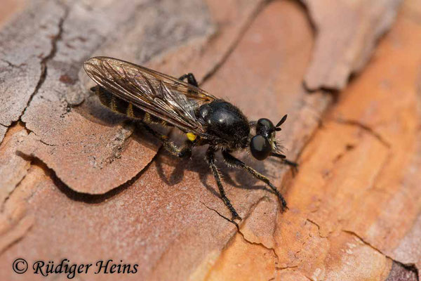 Choerades ignea (Zinnober-Mordfliege) Weibchen, 23.9.2020