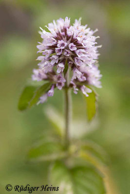 Mentha aquatica (Wasserminze), 5.8.2023