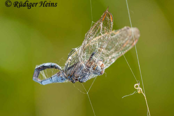 Orthetrum coerulescens (Kleiner Blaupfeil) Männchen im Spinnenentz, 22.8.2009