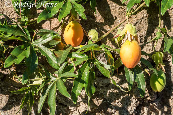 Solanum betaceum (Tamarillo), 11.7.2022