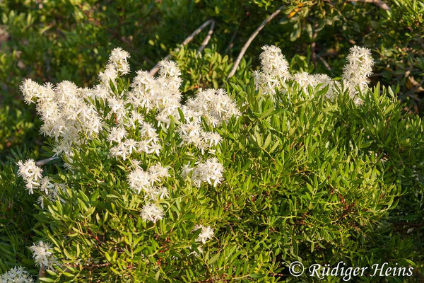 Clematis flammula (Brennende Waldrebe)
