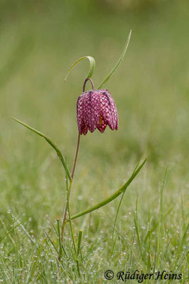 Fritillaria meleagris (Schachblume), 19.4.2014