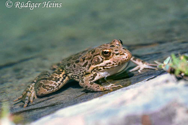 Pelophylax perezi (Iberischer Wasserfrosch), 6.6.2000 (Scan vom Dia)