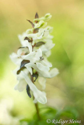 Corydalis cava (Hohler Lerchensporn), 22.3.2020