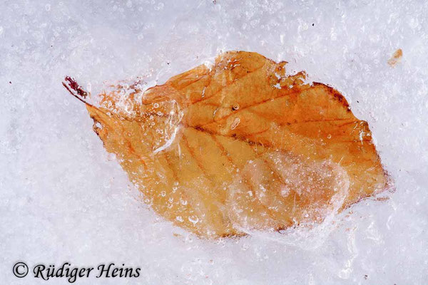 Fagus sylvatica, Rotbuche
