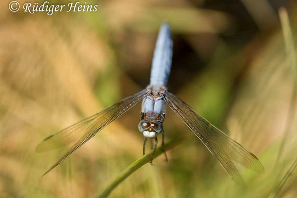 Orthetrum brunneum (Südlicher Blaupfeil) Männchen