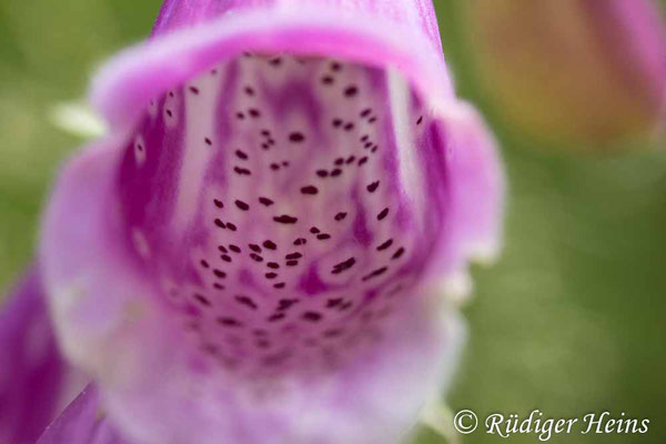 Digitalis purpurea (Roter Fingerhut), 28.6.2024