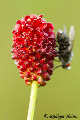 Sanguisorba officinalis (Großer Wiesenknopf)