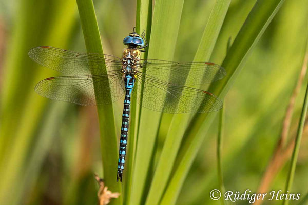 Aeshna affinis, Südliche Mosaikjungfer, Männchen