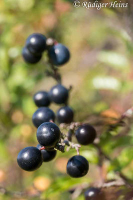 Prunus spinosa (Schlehe oder Schwarzdorn)