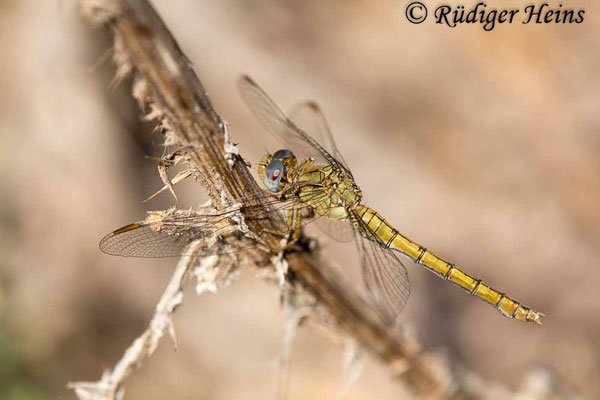 Orthetrum coerulescens anceps (Südöstlicher Kleiner Blaupfeil) Weibchen, 3.10.2017