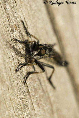 Neoitamus cyanurus (Gemeiner Strauchdieb) Männchen