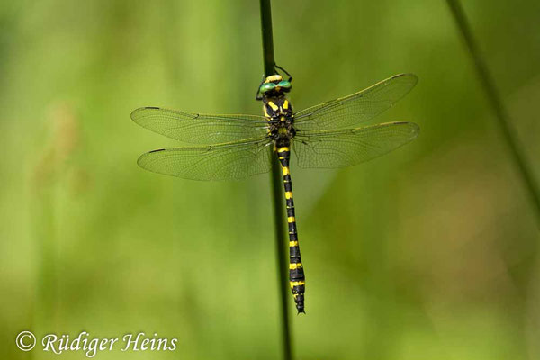 Cordulegaster boltonii (Zweigestreifte Quelljungfer) Männchen, 22.6.2017