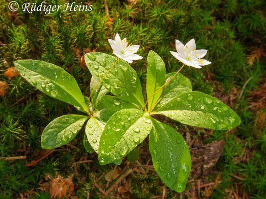 Trientalis europaea (Siebenstern), 30.5.2010