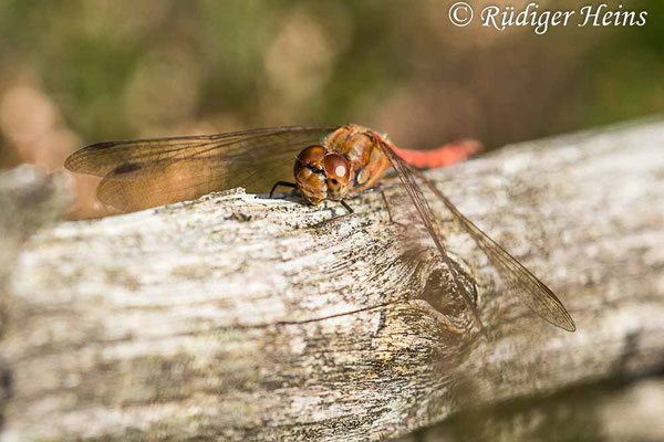 Sympetrum striolatum (Große Heidelibelle) Männchen, 23.10.2023