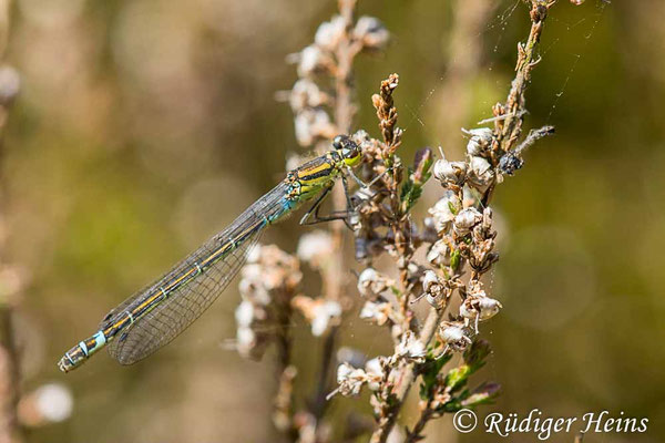 Coenagrion lunulatum (Mond-Azurjungfer) Weibchen, 15.5.2025