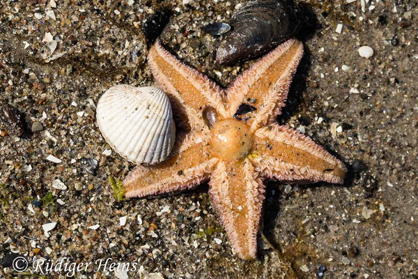 Asterias rubens (Gemeiner Seestern),