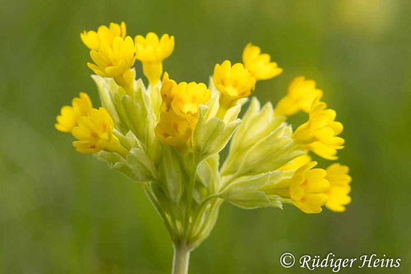 Primula veris (Echte Schlüsselblume), 29.4.2024