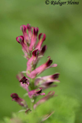 Fumaria officinalis (Gewöhnlicher Erdrauch), 25.10.2022