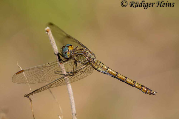 Orthetrum chrysostigma (Rahmstreif-Blaupfeil) Weibchen, 27.10.2015