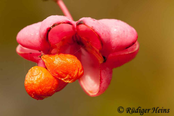 Euonymus europaeus (Europäisches Pfaffenhütchen)