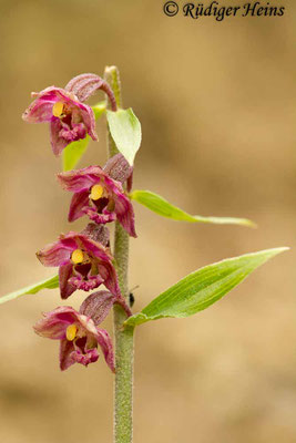 Epipactis atrorubens (Rotbraune Stendelwurz), 15.6.2012