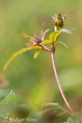 Bidens tripartita (Dreiteiliger Zweizahn), 18.9.2022