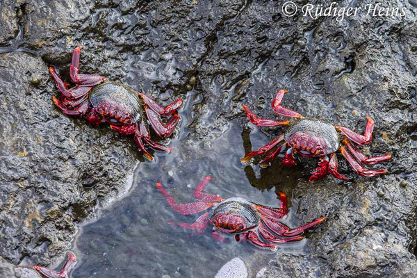 Rote Felsenkrabbe, Grapsus adscensionis