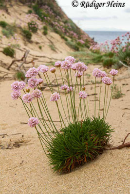Armeria maritima (Strand-Grasnelke), 22.5.2013