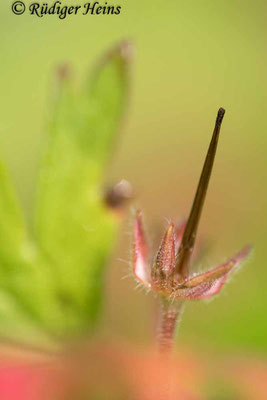 Kleiner Storchschnabel  (Geranium pusillum), 5.6.2025 - Makroobjektiv 180mm f/3.5