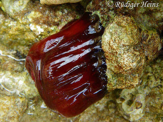 Actinia equina (Pferdeaktinie)