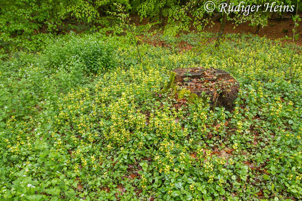 Lamium galeobdolon (Gewöhnliche Goldnessel), 28.4.2019