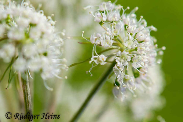 Angelica sylvestris (Wald-Engelwurz), 15.7.2018