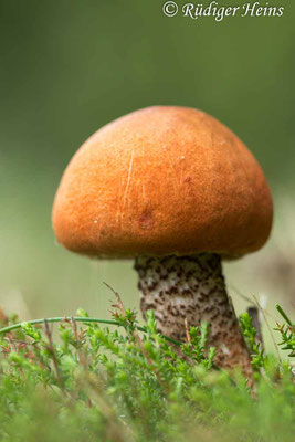 Leccinum versipelle (Heide-Rotkappe), 16.8.2023