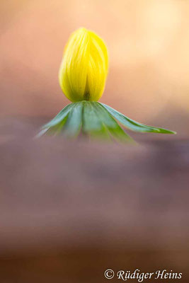 Eranthis hyemalis (Winterling), 5.2.2020