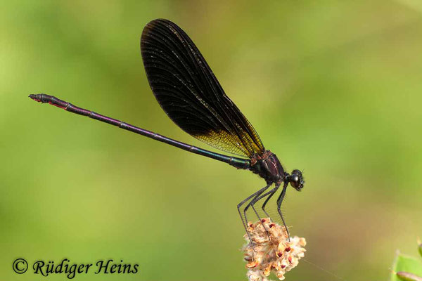 Calopteryx haemorrhoidalis (Bronzene Prachtlibelle) Männchen, 2.7.2010